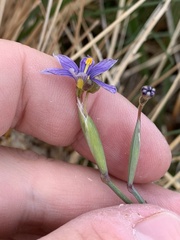 Sisyrinchium halophilum