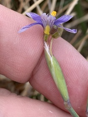 Sisyrinchium halophilum