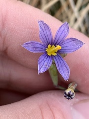 Sisyrinchium halophilum