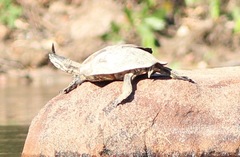 Phrynops geoffroanus