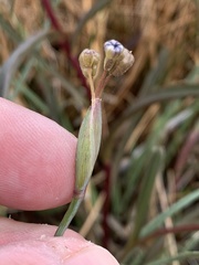 Sisyrinchium halophilum
