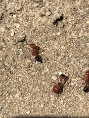 Pogonomyrmex californicus
