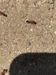 Pogonomyrmex californicus