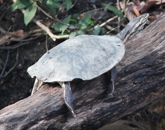 Phrynops geoffroanus