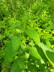 Triosteum perfoliatum