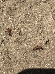 Pogonomyrmex californicus