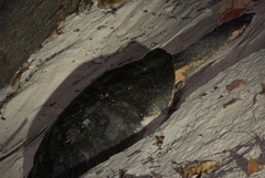 Phrynops geoffroanus