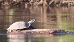Phrynops geoffroanus