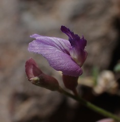 Astragalus nothoxys