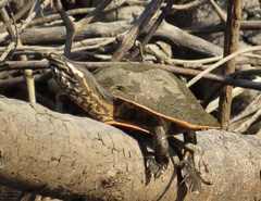 Phrynops geoffroanus