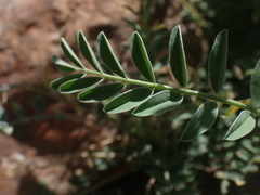 Astragalus nothoxys