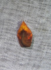 Gonionota