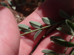 Astragalus nothoxys