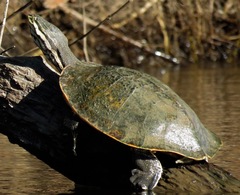 Phrynops geoffroanus