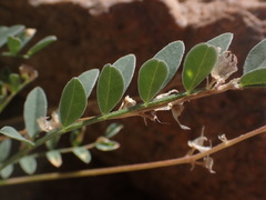 Astragalus nothoxys