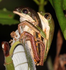 Pithecopus hypochondrialis