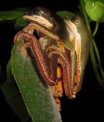 Pithecopus hypochondrialis