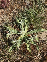 Eryngium armatum