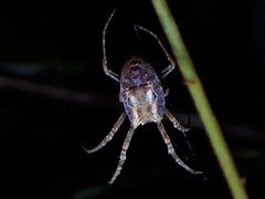 Cyphalonotus