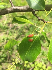 Myzus cerasi