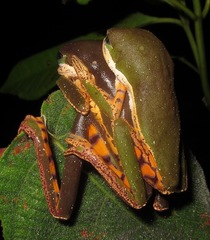 Pithecopus hypochondrialis