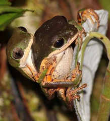 Pithecopus hypochondrialis