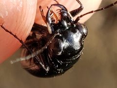 Dromochorus belfragei