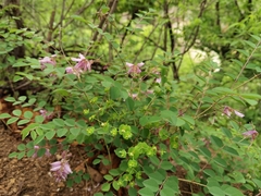 Indigofera kirilowii