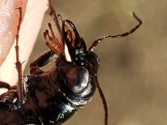 Dromochorus belfragei