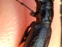 Dromochorus belfragei