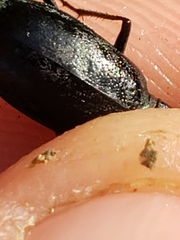 Dromochorus belfragei