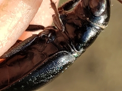 Dromochorus belfragei