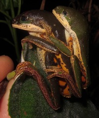 Pithecopus hypochondrialis