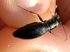 Dromochorus belfragei