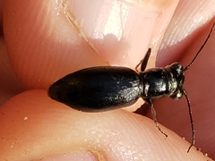 Dromochorus belfragei