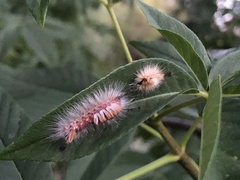 Orgyia pseudotsugata