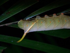 Marumba