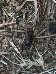 Sphenophorus pertinax