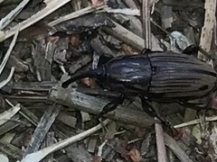 Sphenophorus pertinax