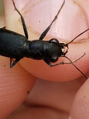 Dromochorus belfragei