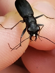 Dromochorus belfragei