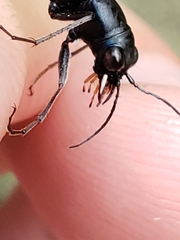 Dromochorus belfragei