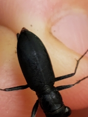 Dromochorus belfragei