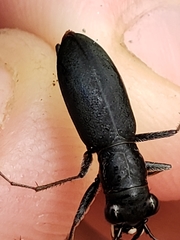Dromochorus belfragei
