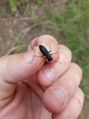 Dromochorus belfragei