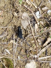 Dromochorus belfragei