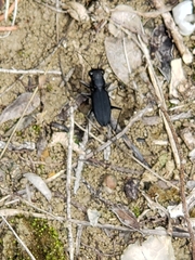 Dromochorus belfragei