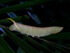 Marumba