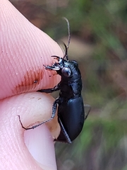Dromochorus belfragei