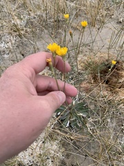 Crepis runcinata